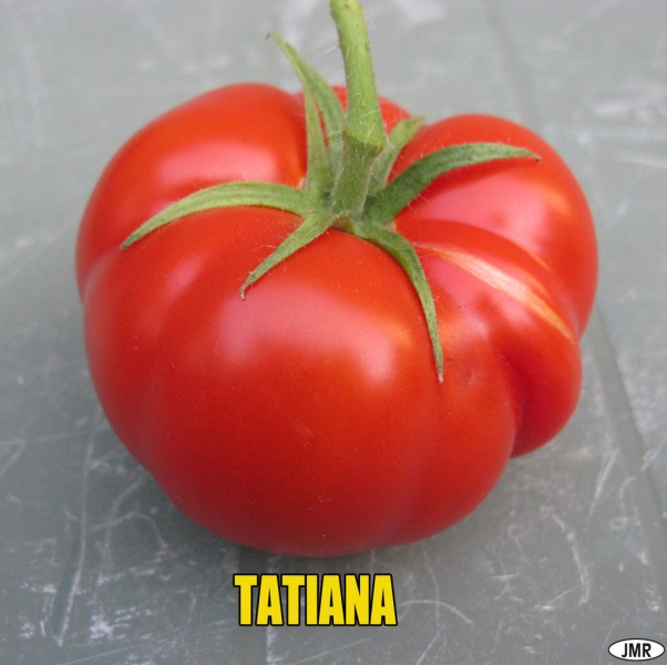 Fichier:Tomate tatiana-1.jpg