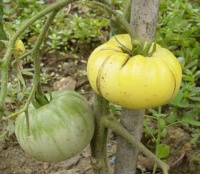 Tomate taylor lacey leaf-1.jpg