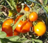 Tomate tee pee-1.jpg