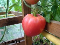 Tomate teta de monja-2.jpg
