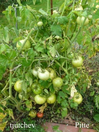 Tomate tjutchev-1.jpg