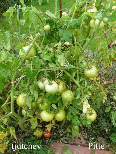 Fichier:Tomate tjutchev-1.jpg