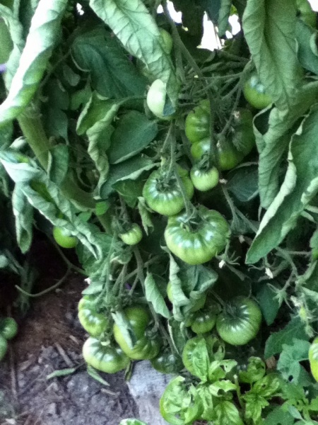 Fichier:Tomate triomphe de liege.jpg