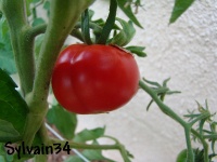 Tomate truffaut précoce-1.jpg