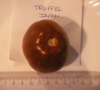 Tomate truffel japani.jpg