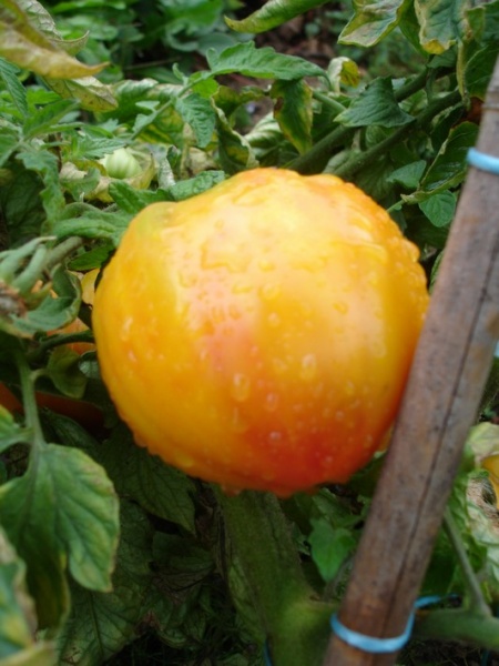 Fichier:Tomate tuxhorn-1.jpg