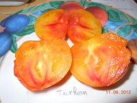 Tomate tuxhorn-2.jpg