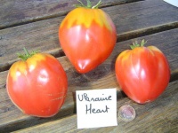 Tomate ukrainian heart.jpg