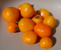 Tomate valencia-2.jpg