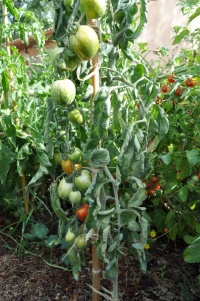 Tomate velue striée op-1.jpg