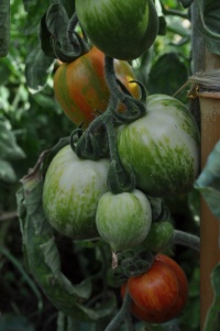 Tomate velue striée op-2.jpg