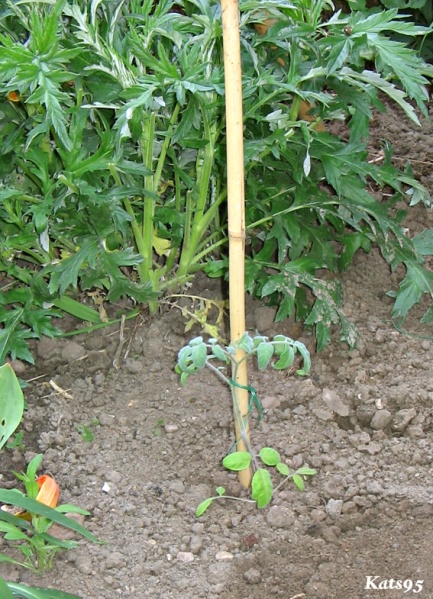 Fichier:Tomate velvet red-1.jpg