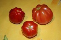 Tomate verona-1.jpg