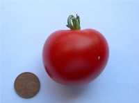Tomate victory-1.jpg