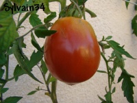 Tomate weeping charley op-1.jpg