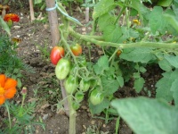 Tomate whippersnapper.jpg