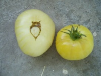 Tomate white queen-2.jpg