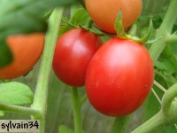 Tomate wickling cherry-1.jpg