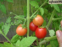Tomate wickling cherry.jpg