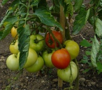 Tomate williamette-1.jpg