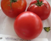 Tomate wisconsin 55.jpg