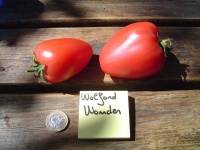 Tomate wolford s wonder-1.jpg
