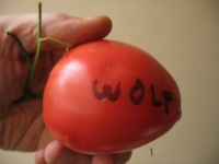 Tomate wolford s wonder.jpg