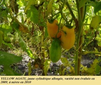 Tomate yellow agathe-1.jpg