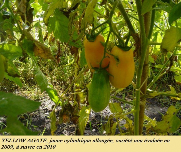 Fichier:Tomate yellow agathe-1.jpg