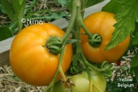 Tomate yellow belgium op.jpg