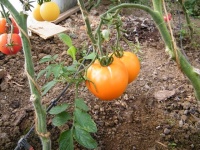 Tomate yellow giant belgium-1.jpg