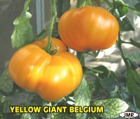 Tomate yellow giant belgium.jpg