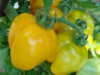 Tomate yellow stuffer-1.jpg