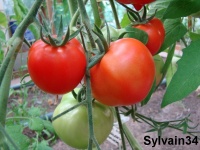 Tomate yubileynyi tarasenko-1.jpg