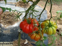 Tomate zacopane-1.jpg