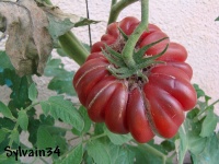 Tomate zapotec brown flesch-2.jpg