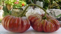 Tomate zapotec pink pleated op-1.jpg