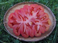 Tomate zapotec pink pleated op-2.jpg