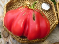 Tomate zapotec pink ribbed op.jpg