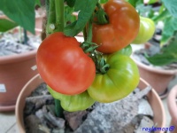 Tomate zarnitza-1.jpg