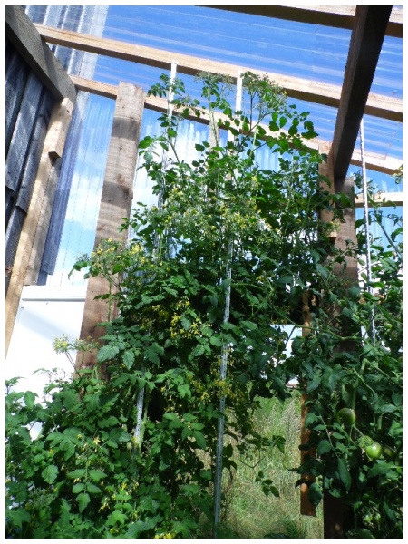 Fichier:Tomate zluta kytice-1.jpg