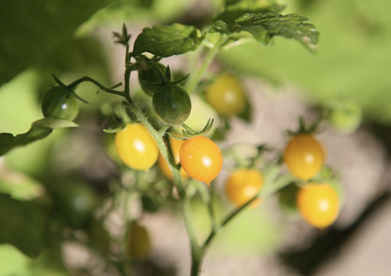 Fichier:Tomate zluta kytice-2.jpg