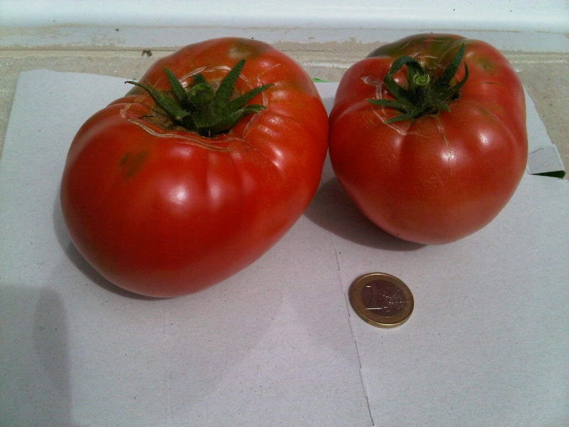 Fichier:Tomate zongshu.jpg