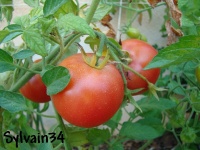 Tomate zunami-1.jpg