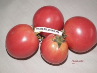 Tomate zunami-2.jpg