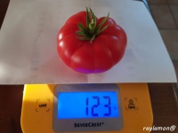 Tomate zurcher original-1.jpg
