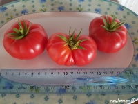 Tomate zurcher original-2.jpg