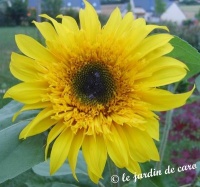 Tournesol jaune double-1.jpg