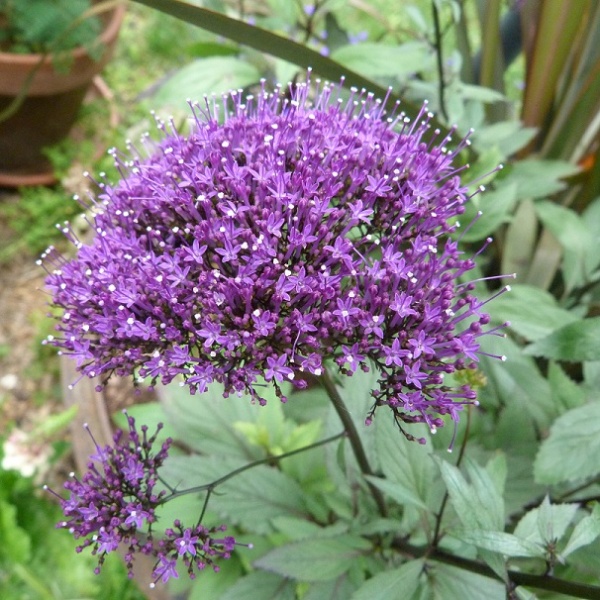 Fichier:Trachelium pandora.jpg