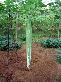 Trichosanthes cucumerina.jpg